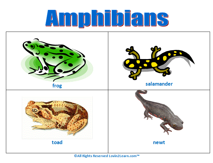 Super Subjects - Super Science - Life Science - Animal Groups - Amphibians
